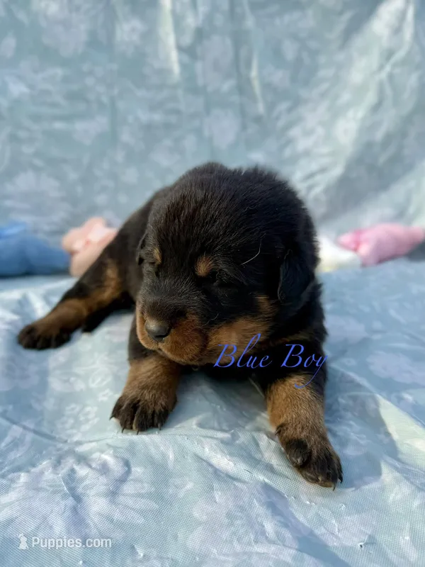 Blue Boy – Beauceron puppy for sale in Boonville, IN