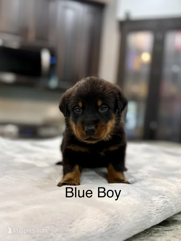 Blue Boy – Beauceron puppy for sale in Boonville, IN