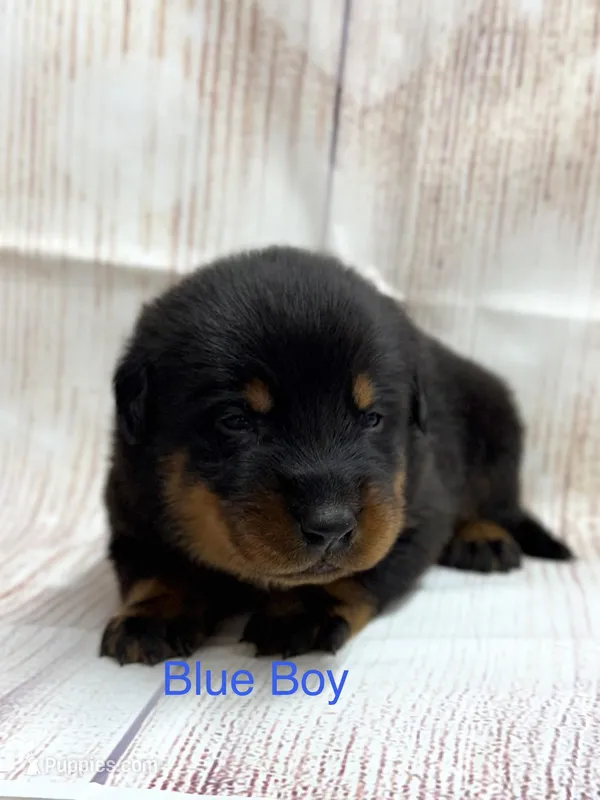 Blue Boy – Beauceron puppy for sale in Boonville, IN