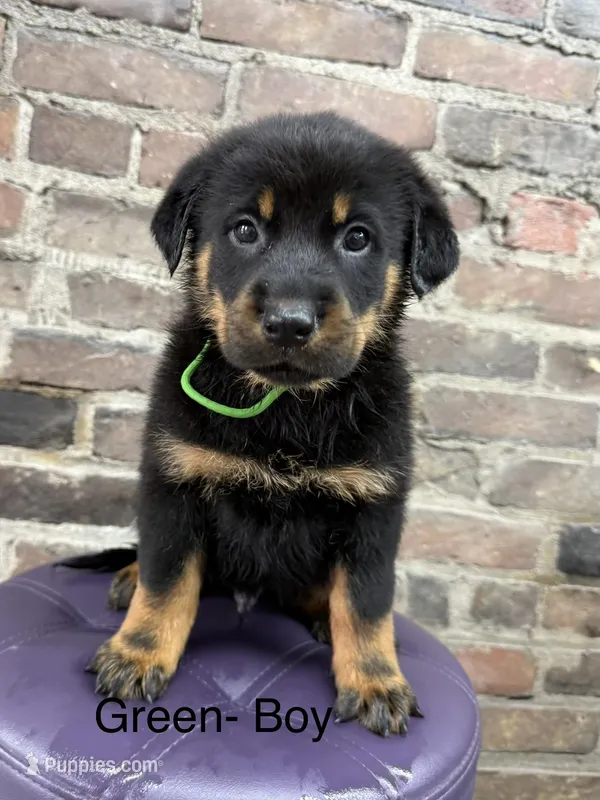 Green Boy – Beauceron puppy for sale in Boonville, IN