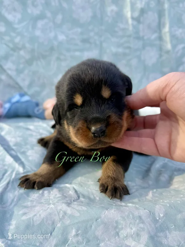 Green Boy – Beauceron puppy for sale in Boonville, IN