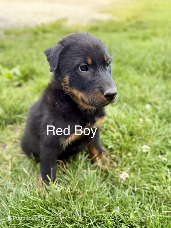 Red Collar Boy – Beauceron puppy for sale in Boonville, IN