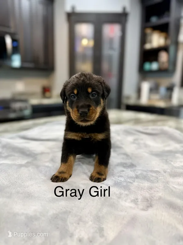 Gray Girl  – Beauceron puppy for sale in Boonville, IN