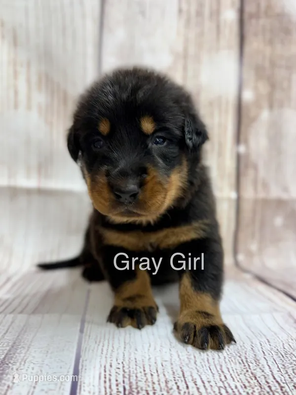 Gray Girl  – Beauceron puppy for sale in Boonville, IN