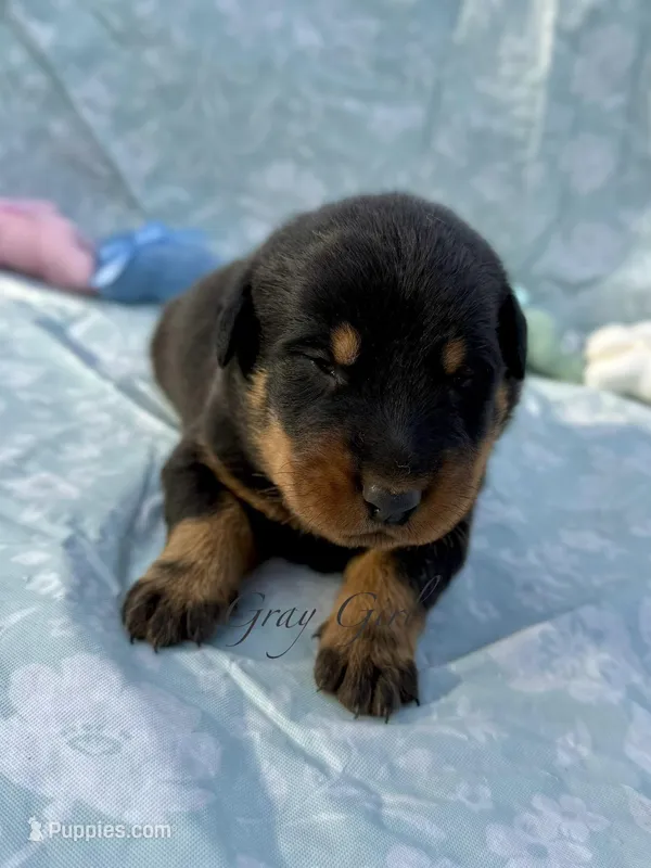 Gray Girl  – Beauceron puppy for sale in Boonville, IN