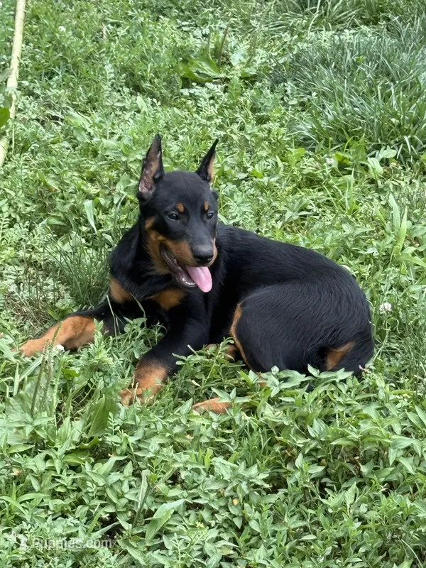 Pink Girl – Beauceron puppy for sale in Boonville, IN