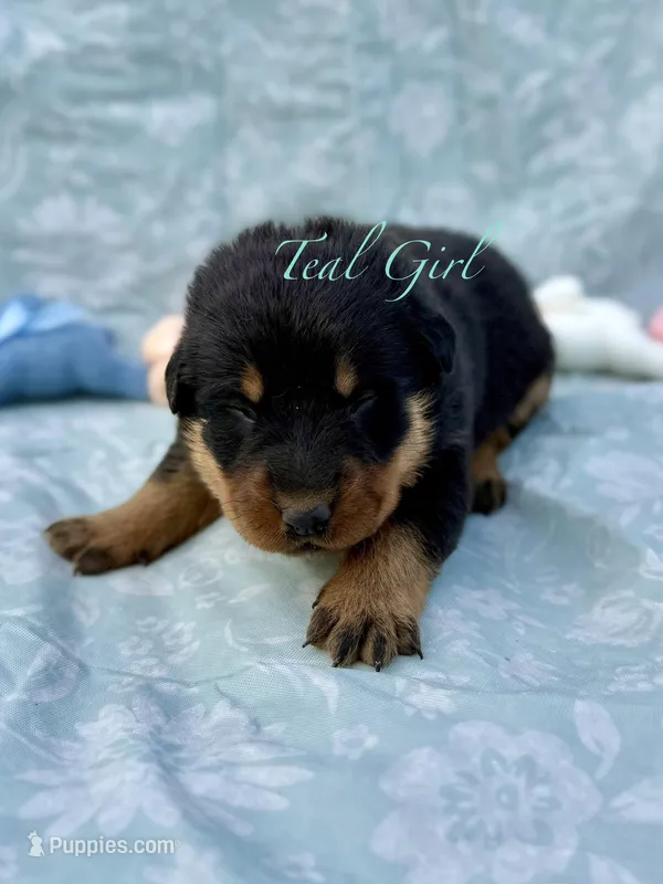 Teal Collar Girl – Beauceron puppy for sale in Boonville, IN