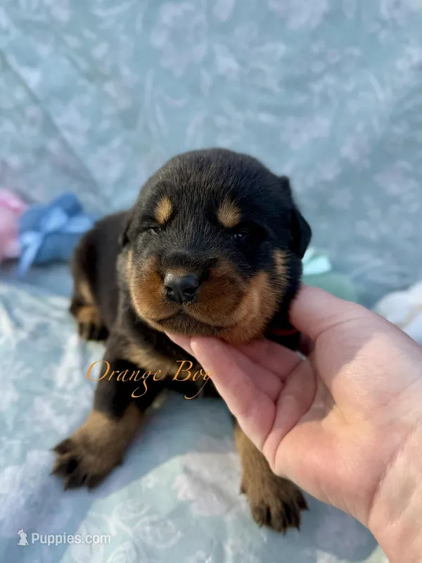 Orange Boy – Beauceron puppy for sale in Boonville, IN