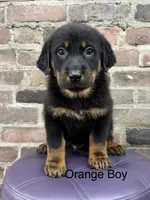 Orange Boy, a male Beauceron for sale in Boonville, IN – 2 of 4