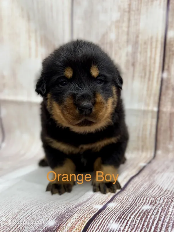 Orange Boy – Beauceron puppy for sale in Boonville, IN