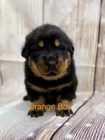 Orange Boy, a male Beauceron for sale in Boonville, IN – 3 of 4