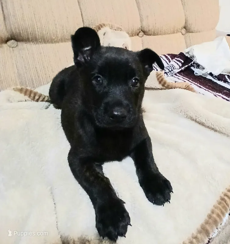 Butch – Dutch Shepherd puppy for sale in Belleville, IL