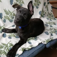 Butch, a male Dutch Shepherd for sale in Belleville, IL – 2 of 3