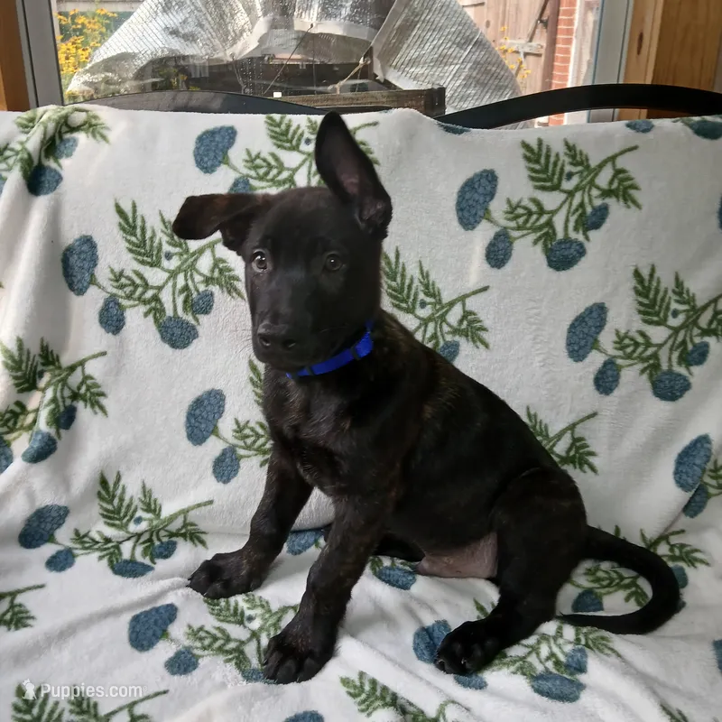 Butch – Dutch Shepherd puppy for sale in Belleville, IL