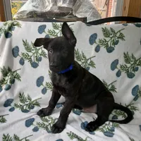 Butch, a male Dutch Shepherd for sale in Belleville, IL – 1 of 3