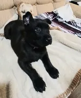 Butch, a male Dutch Shepherd for sale in Belleville, IL – 2 of 2