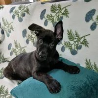 Butch, a male Dutch Shepherd for sale in Belleville, IL – 3 of 3