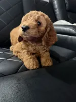 pink collar , a female Goldendoodle for sale in Ontario, CA – 6 of 7