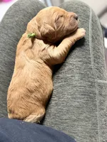 green collar, a male Goldendoodle for sale in Ontario, CA – 3 of 5