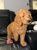 pink collar , a female Goldendoodle for sale in Ontario, CA – 3 of 7