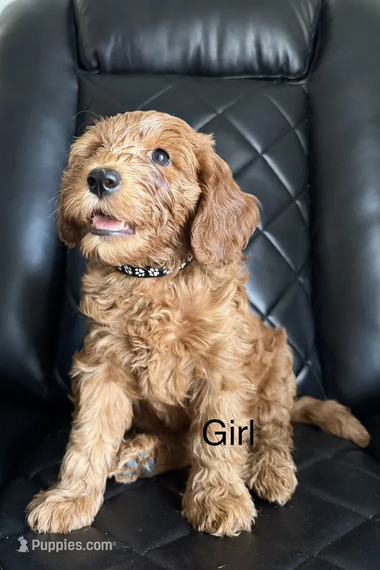 black collar  – Goldendoodle puppy for sale in Ontario, CA