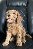 black collar , a female Goldendoodle for sale in Ontario, CA – 1 of 7
