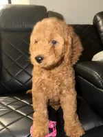 pink collar , a female Goldendoodle for sale in Ontario, CA – 2 of 7
