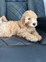 💜purple collar , a female Goldendoodle for sale in Ontario, CA – 7 of 7