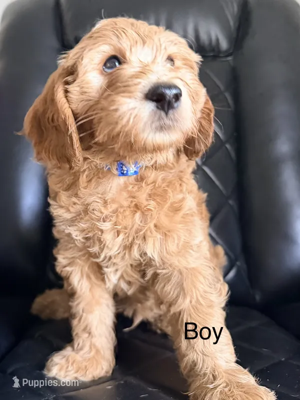 💙Blue collar – Goldendoodle puppy for sale in Ontario, CA