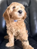 💙Blue collar, a male Goldendoodle for sale in Ontario, CA – 1 of 4