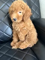 💜purple collar , a female Goldendoodle for sale in Ontario, CA – 3 of 4