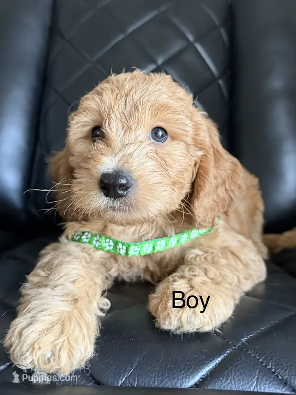 green collar – Goldendoodle puppy for sale in Ontario, CA