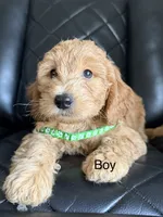 green collar, a male Goldendoodle for sale in Ontario, CA – 1 of 5