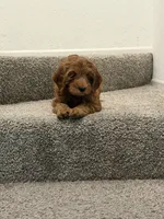 black collar , a female Goldendoodle for sale in Ontario, CA – 2 of 7