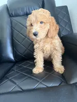 💜purple collar , a female Goldendoodle for sale in Ontario, CA – 5 of 7
