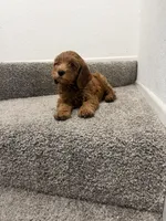 black collar , a female Goldendoodle for sale in Ontario, CA – 7 of 7