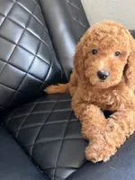 💜purple collar , a female Goldendoodle for sale in Ontario, CA – 4 of 7