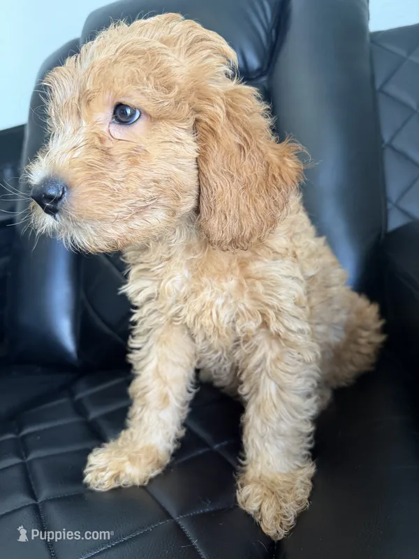 💜purple collar  – Goldendoodle puppy for sale in Ontario, CA