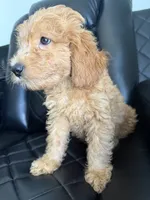 💜purple collar , a female Goldendoodle for sale in Ontario, CA – 1 of 4
