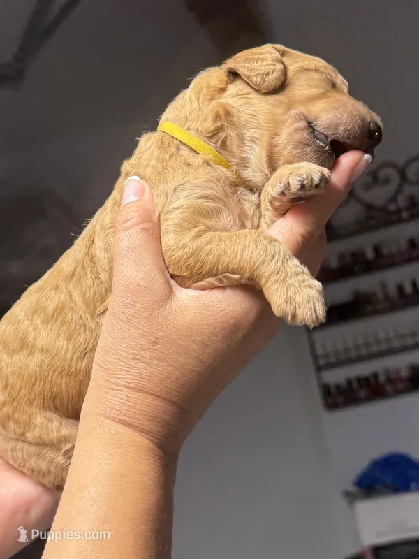 yellow collar – Goldendoodle puppy on hold in Ontario, CA