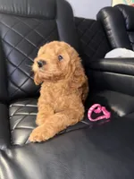 pink collar , a female Goldendoodle for sale in Ontario, CA – 4 of 7