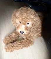 💜purple collar , a female Goldendoodle for sale in Ontario, CA – 4 of 4