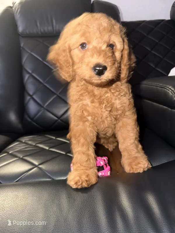 pink collar  – Goldendoodle puppy for sale in Ontario, CA
