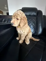 yellow collar, a male Goldendoodle for sale in Ontario, CA – 6 of 6