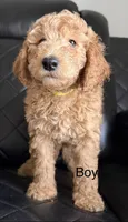 yellow collar, a male Goldendoodle for sale in Ontario, CA – 3 of 6