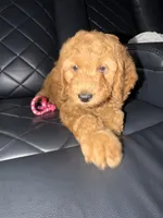 pink collar , a female Goldendoodle for sale in Ontario, CA – 5 of 7