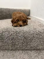 black collar , a female Goldendoodle for sale in Ontario, CA – 4 of 7