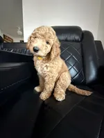 yellow collar, a male Goldendoodle for sale in Ontario, CA – 4 of 6
