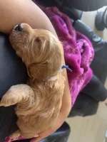 💙Blue collar, a male Goldendoodle for sale in Ontario, CA – 4 of 4