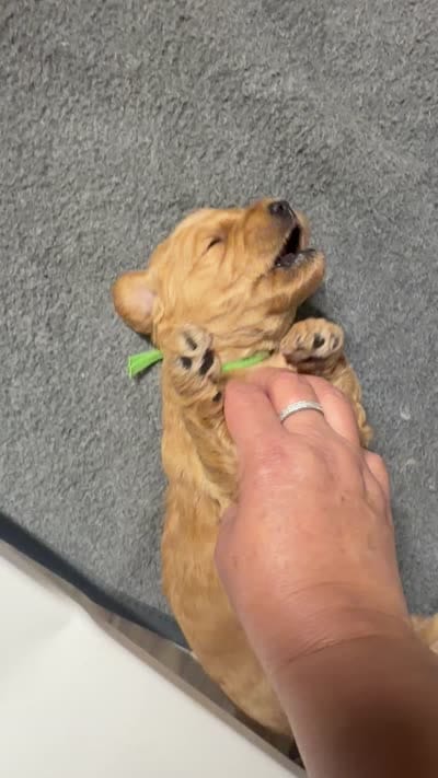 green collar, a male Goldendoodle for sale in Ontario, CA – 4 of 5